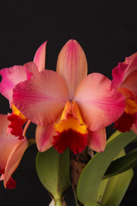 C. Tokyo Life Sunset Valley Orchids